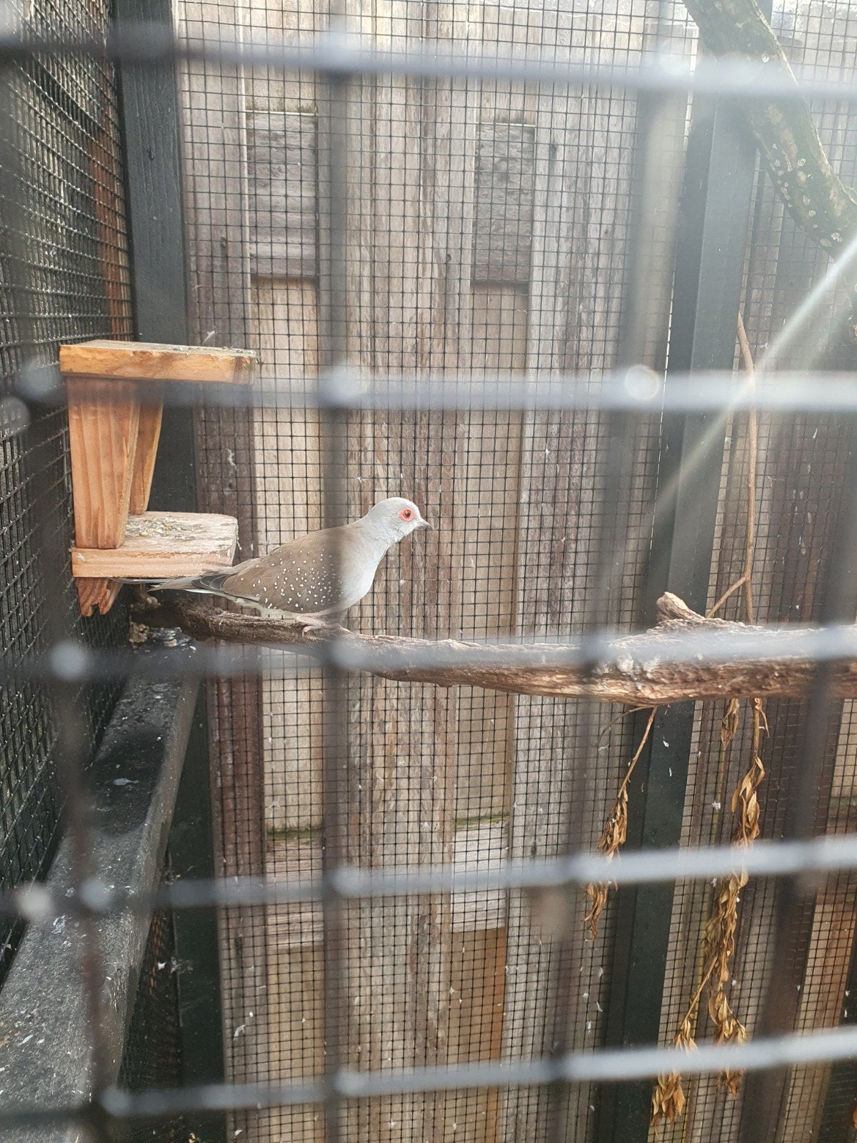 Diamantduif, Dieren en Toebehoren, Vrouwelijk