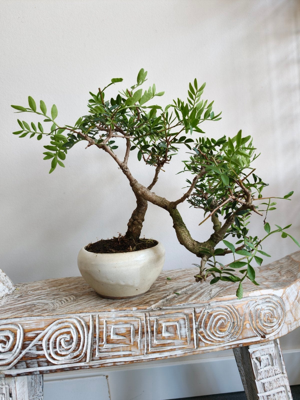 Pistache Lentiscus bonsai, Bloeit niet, Halfschaduw, Minder dan 100 cm, Overige soorten