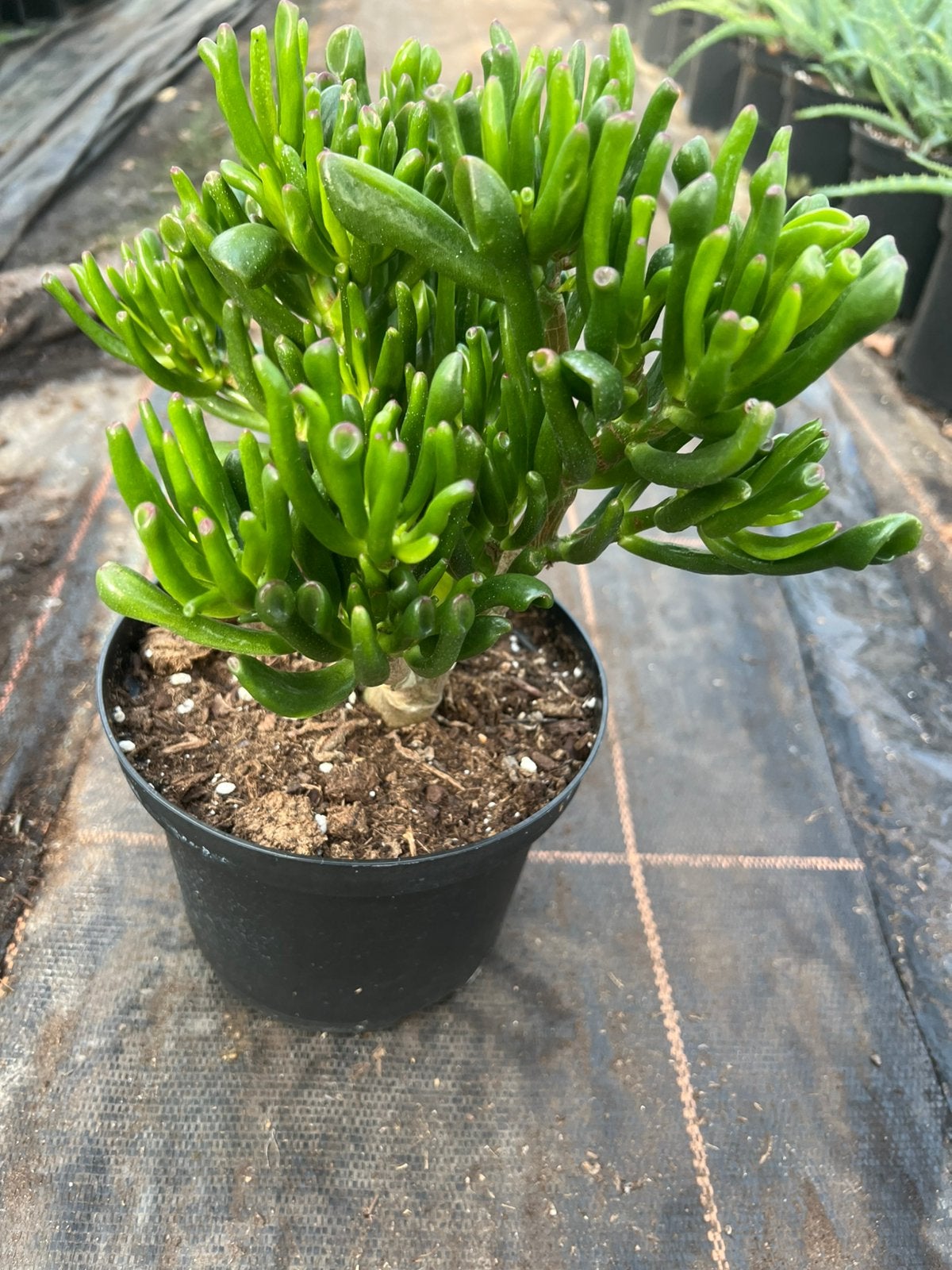 Crassula or jade plant pot17cm, Ophalen, Halfschaduw, Minder dan 100 cm