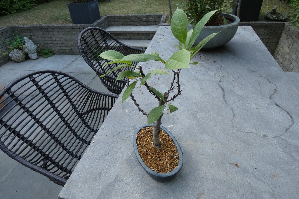 Bonsai Magnolia Stellata, In pot, Halfschaduw, Lente, Minder dan 100 cm
