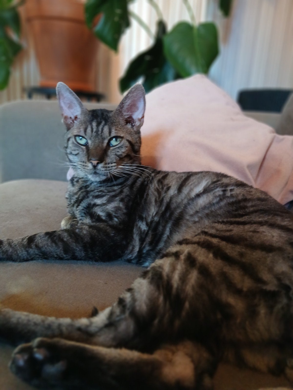 cornish rex kater gecastreerd, Kater, Kortharig, 0 tot 2 jaar