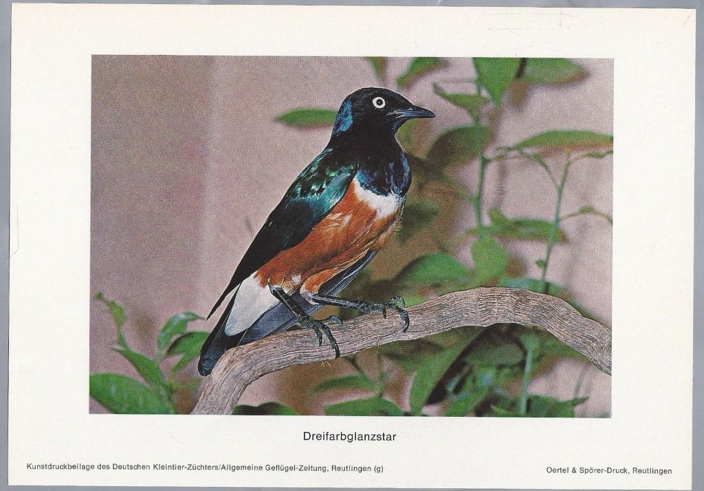 Vintage prent driefarbglanzstar vogel, Gebruikt, Ophalen of Verzenden, Voor 1940, Dier
