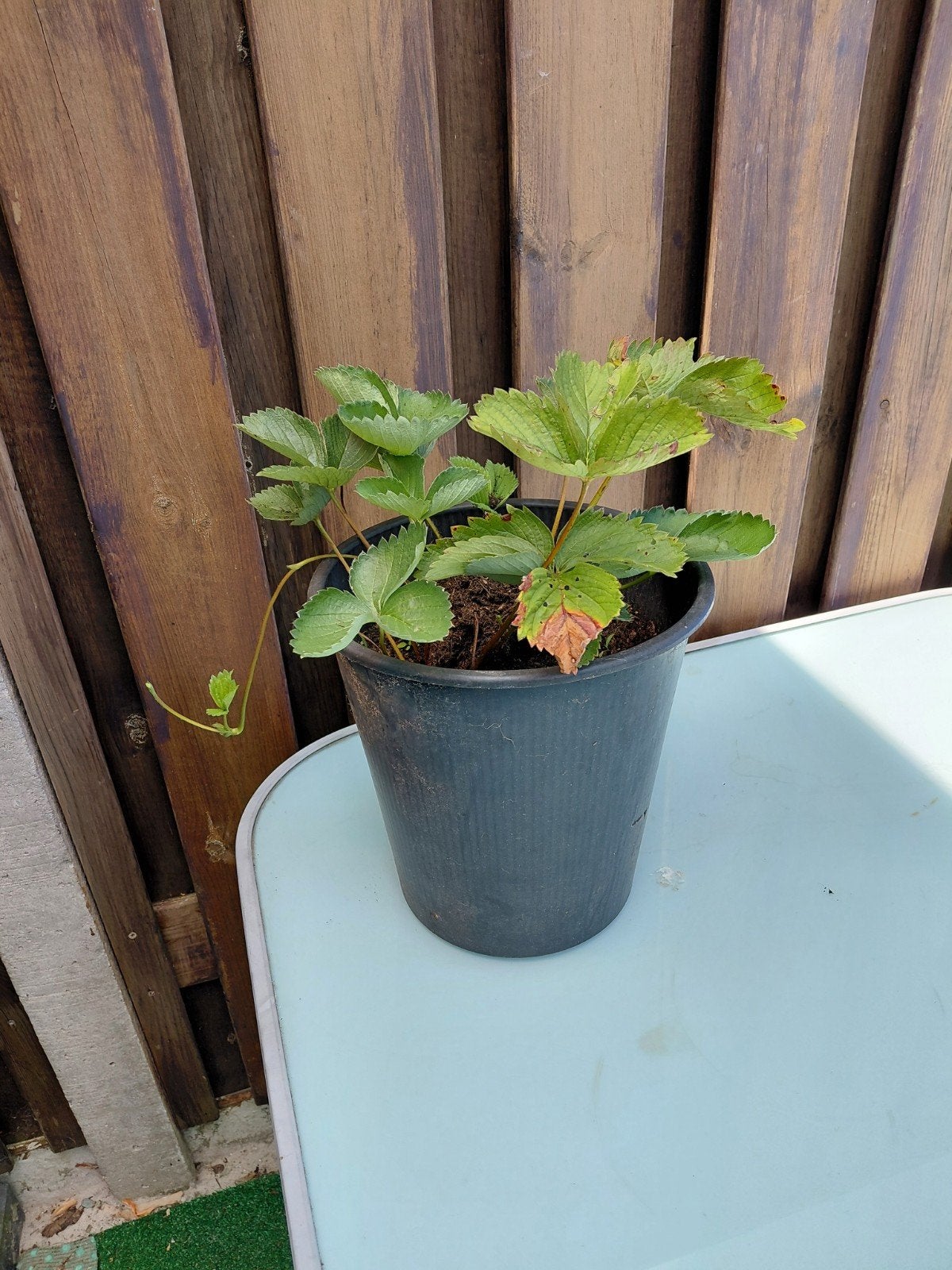 Aardbei planten, Tuin en Terras, Ophalen, Overige soorten, Volle zon