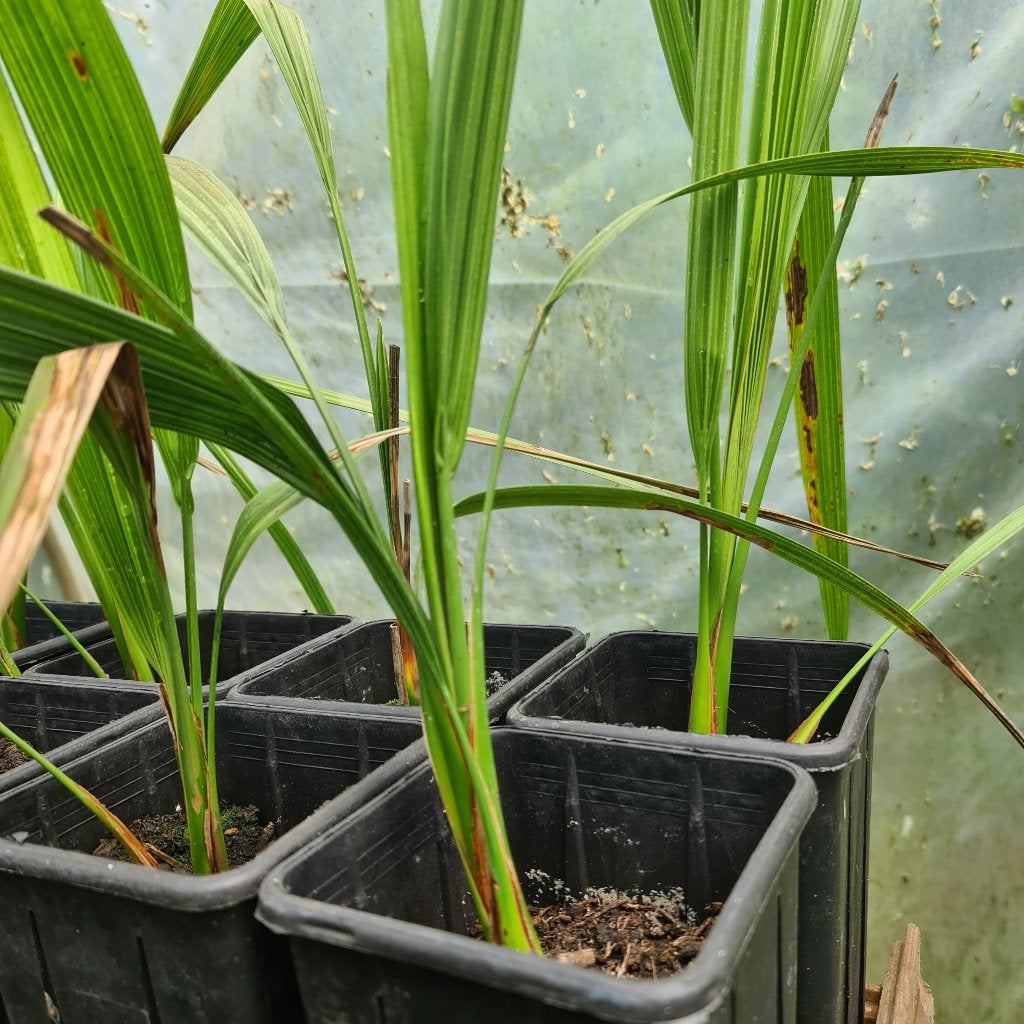 Dadelpalm  (Phoenix dactylifera), Ophalen, Palm, In pot, Minder dan 100 cm