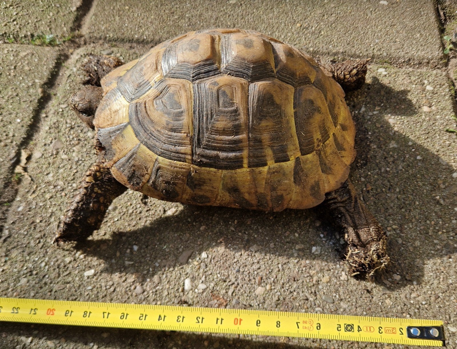 Griekse Landschildpad Tortoise photo 2