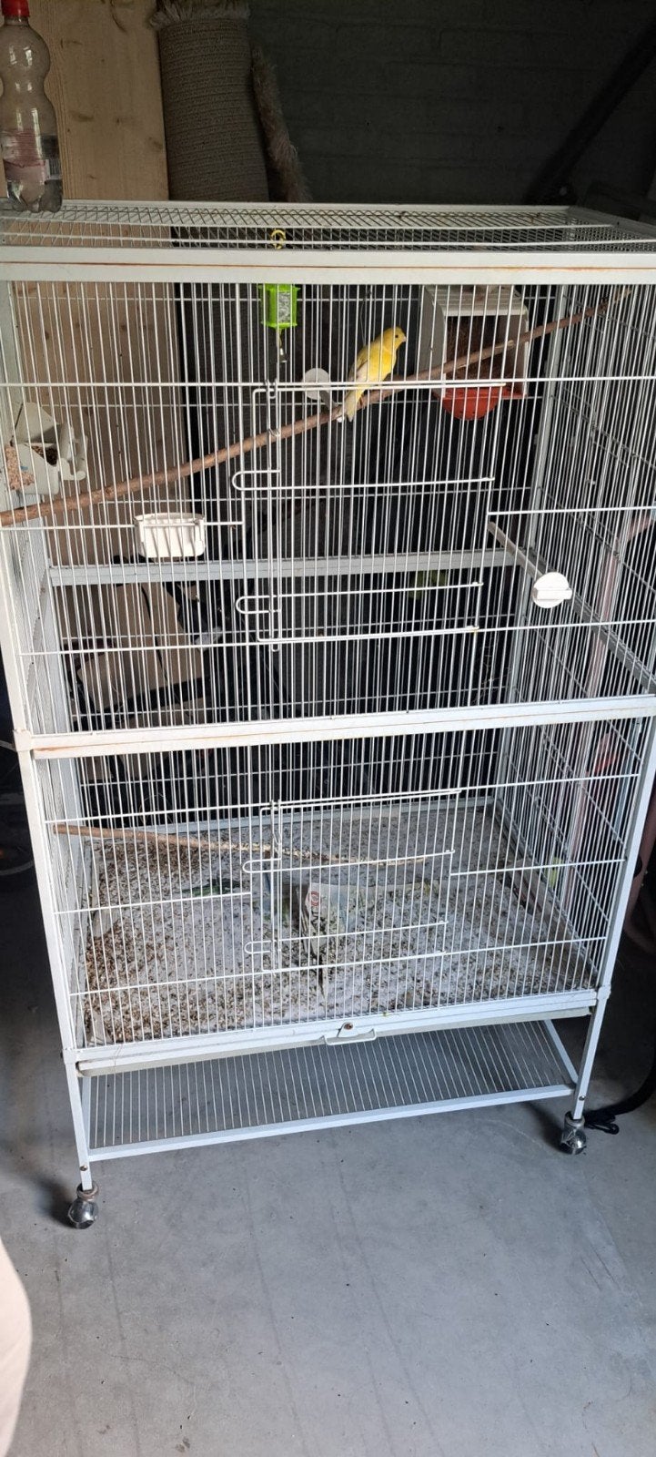 koppel kanaries + kooi, Dieren en Toebehoren, Meerdere dieren, Zangkanarie
