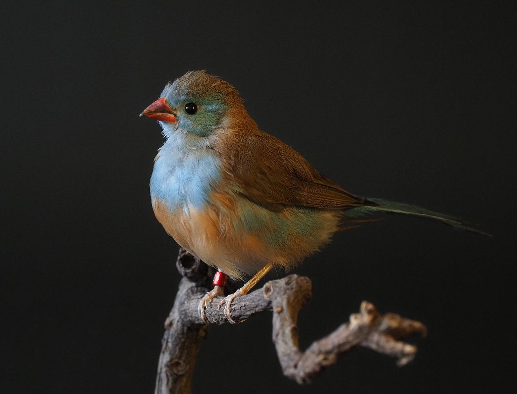 Opgezet Blauwfazantje, Ophalen of Verzenden, Nieuw, Vogel, Opgezet dier