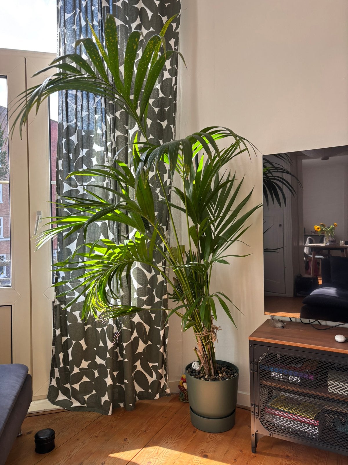 Big palm plant, Ophalen, Halfschaduw, 150 tot 200 cm