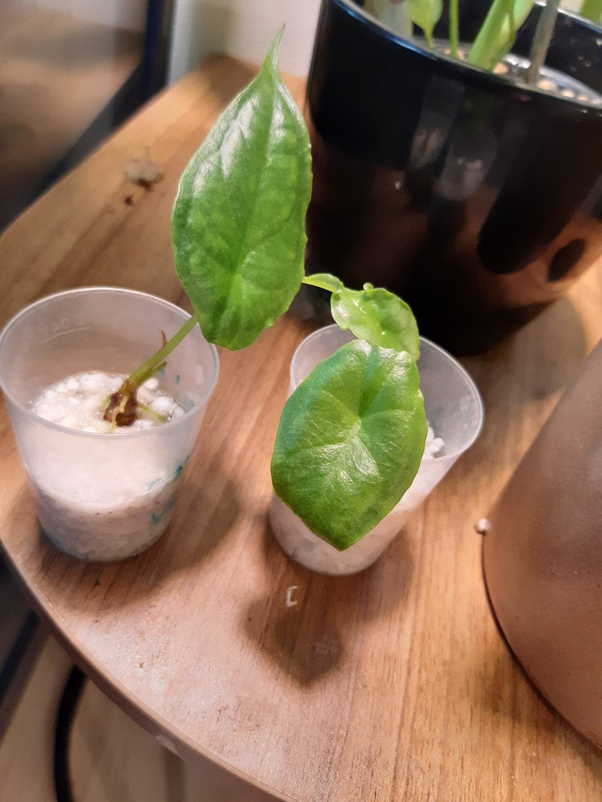 alocasia heterophylla dragons breath, Ophalen of Verzenden, Halfschaduw, Minder dan 100 cm