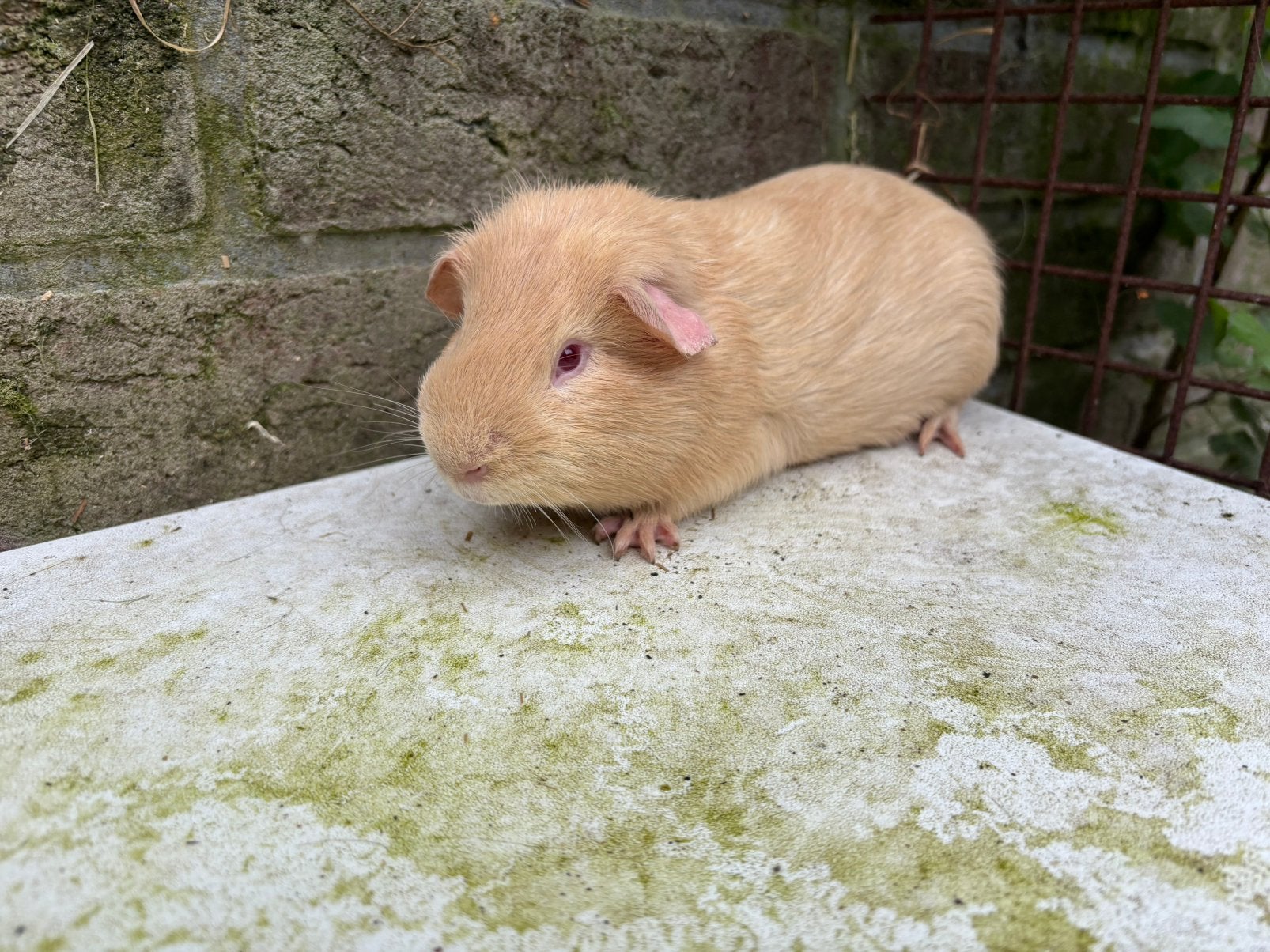Cremello cavia beertje, Dieren en Toebehoren, Knaagdieren, Januari, Mannelijk, Cavia