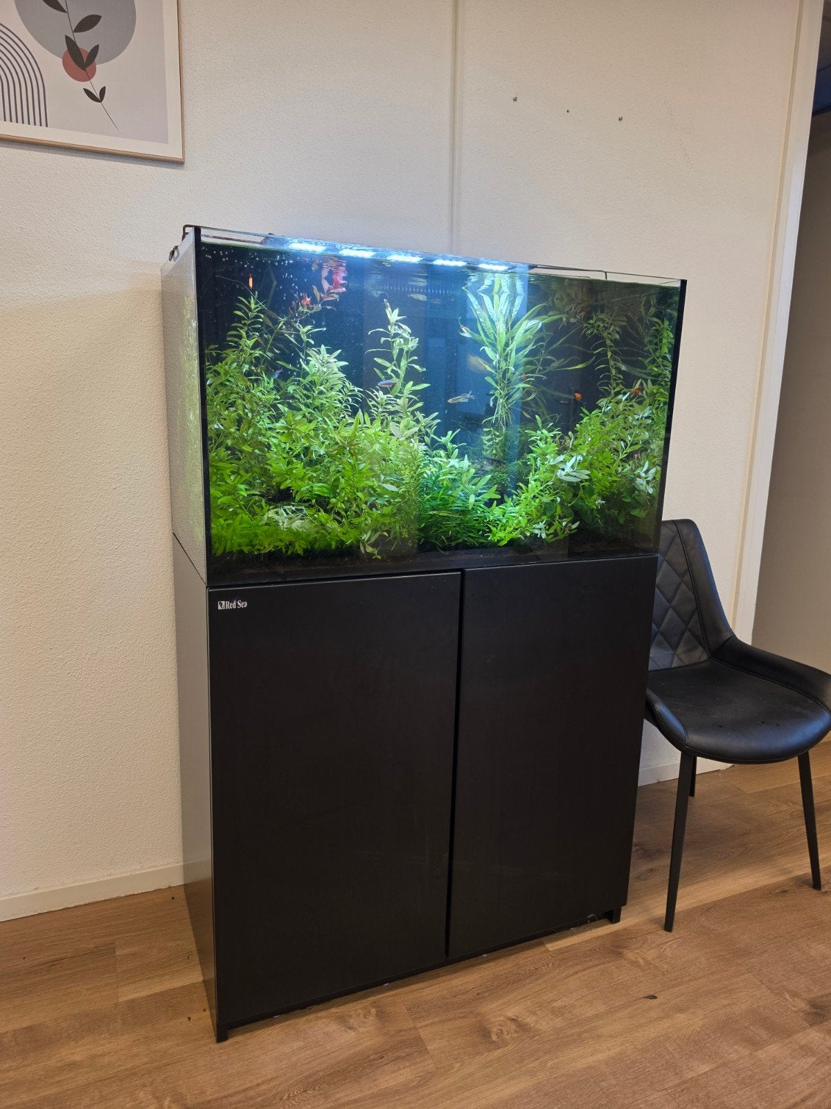 aquarium 204 liter van het merk red sea, Ophalen, Gebruikt, Gevuld zoetwateraquarium, Red Sea