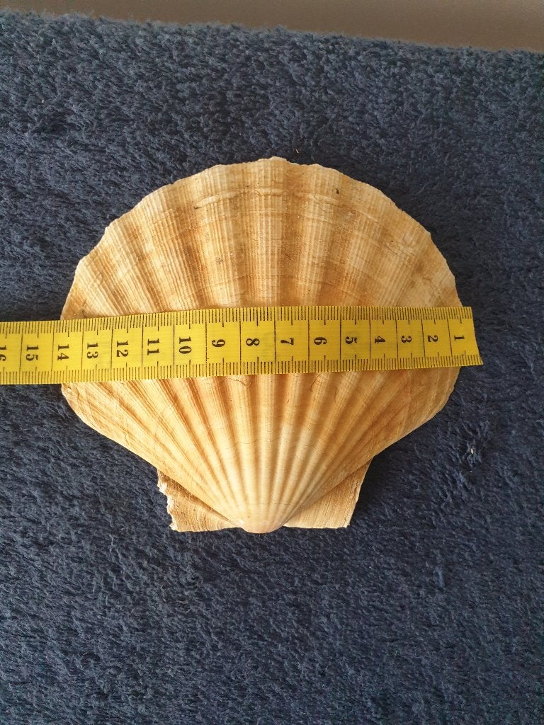 diverse bolle jacobs schelpen 13/14 cm herkomst Noorwegen, Verzenden, Schelp(en)