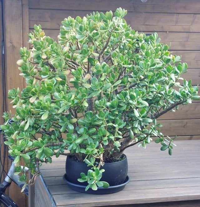 Grote gezonde crassula ovata plant, Tuin en Terras, Ophalen, Bloeit niet, Overige soorten, Volle zon