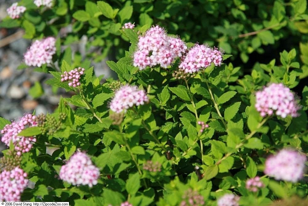 Budgetpakket 40 Spiraea japonica 'Little Princess' € 100, Overige soorten, Vaste plant, Ophalen of Verzenden, Halfschaduw