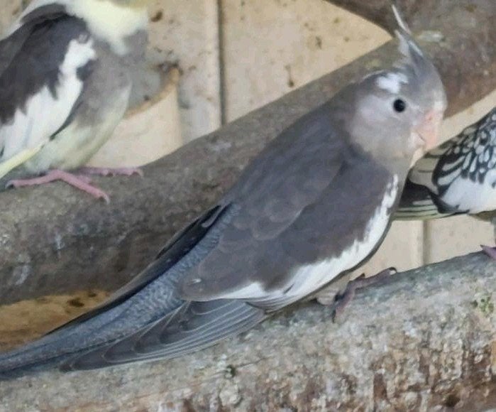 Jonge valkparkieten, Meerdere dieren, Parkiet, Geringd