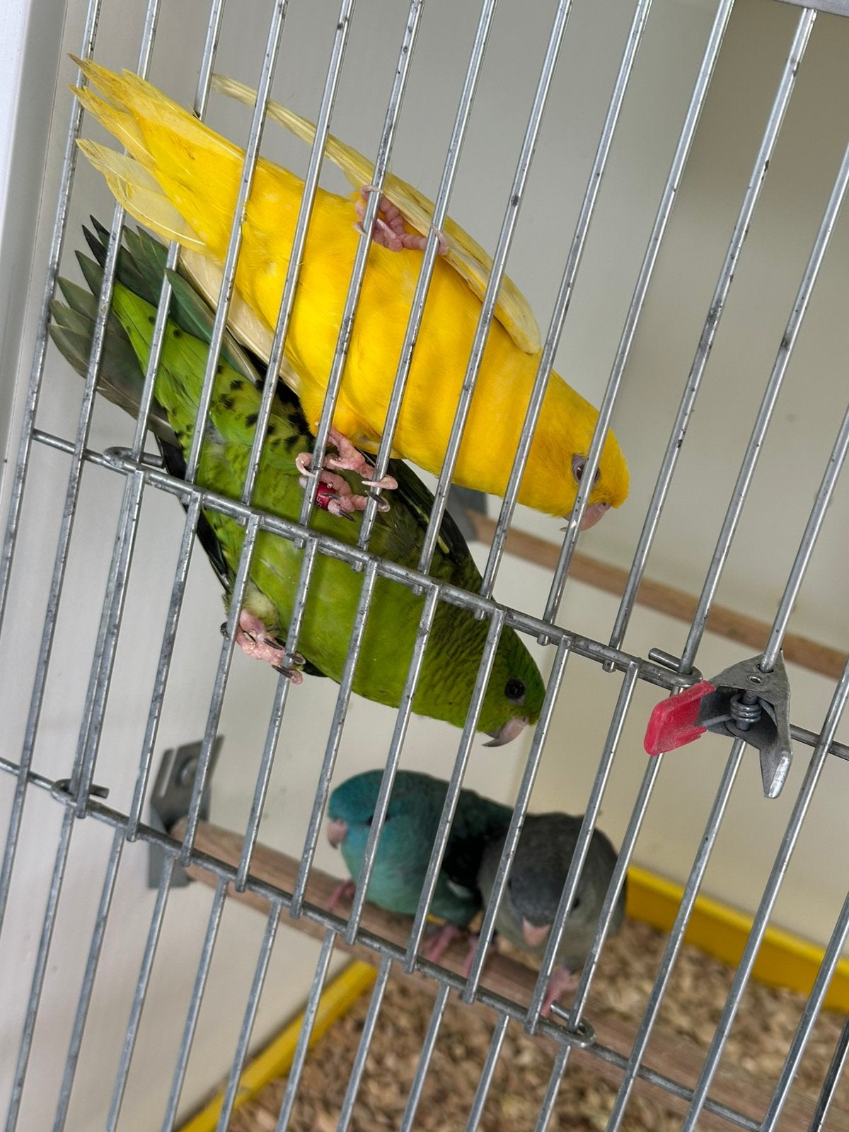 Catharina parkieten, Meerdere dieren, Parkiet