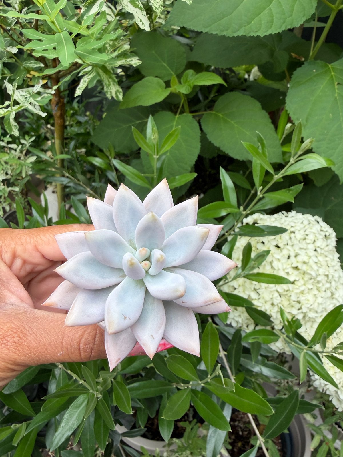 Graptoveria Opalina - Prachtige Succulent, Verzenden, Halfschaduw, Minder dan 100 cm