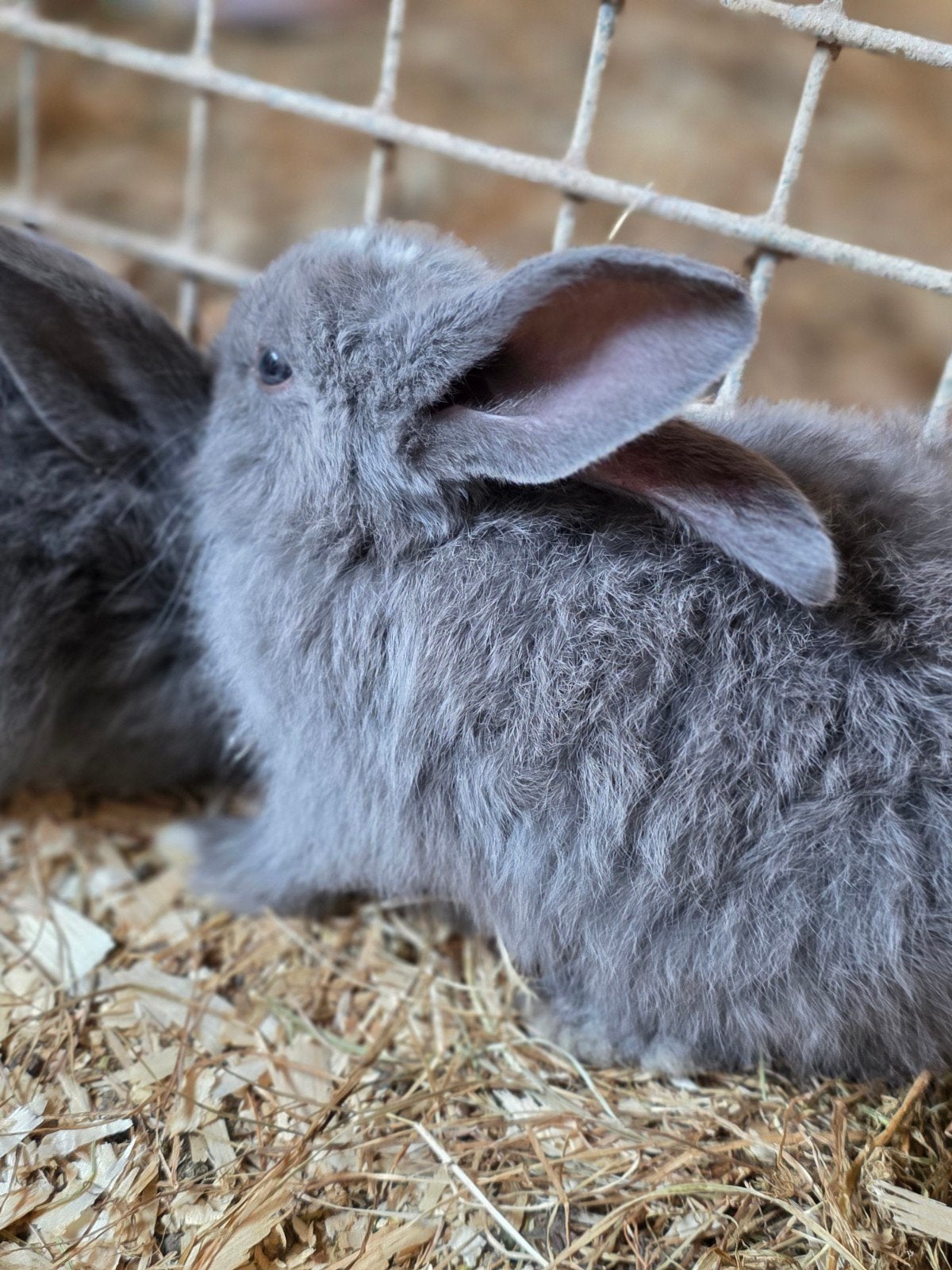 Vlaamse reuzen jonge, Meerdere dieren, Groot, 0 tot 2 jaar