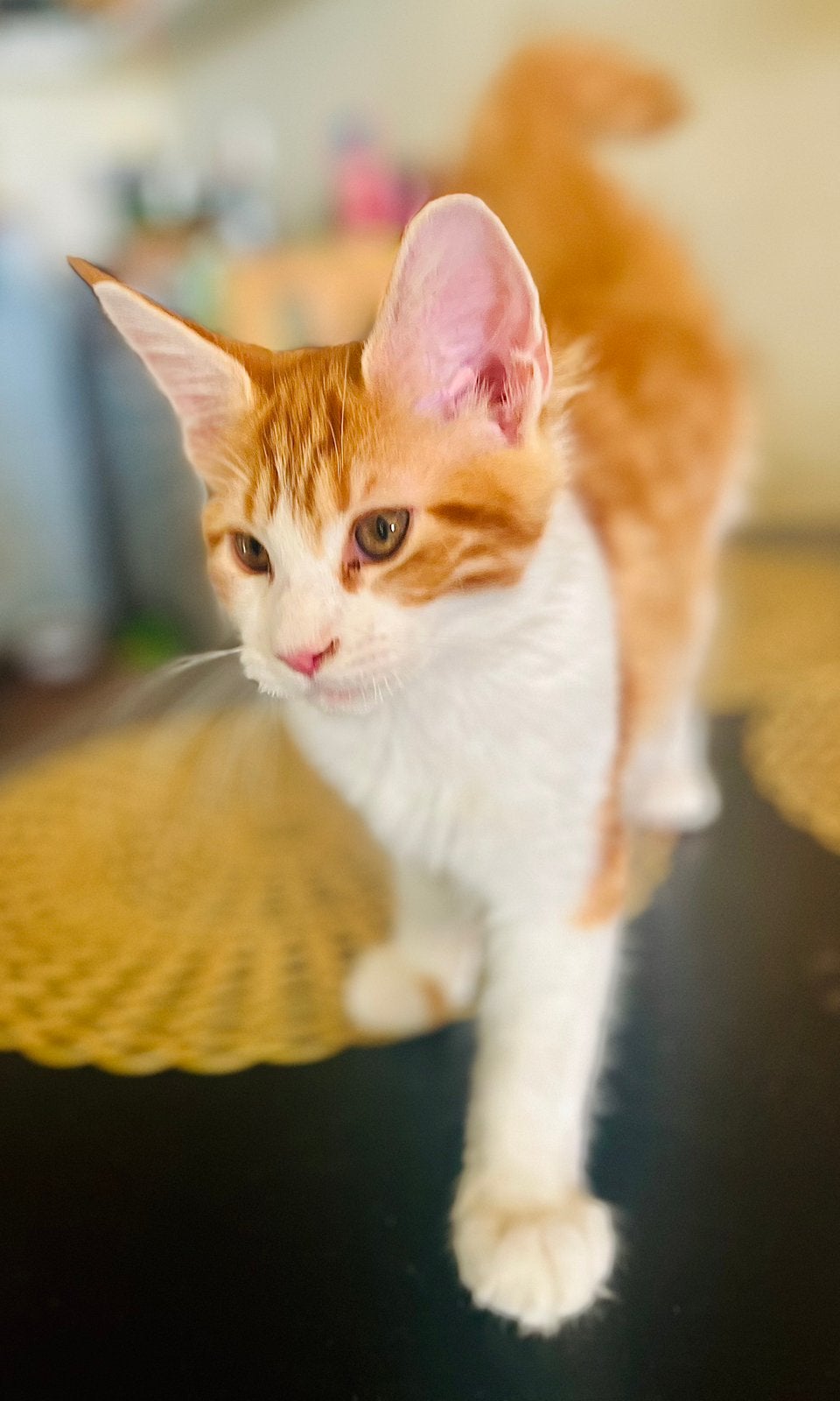 ❤️ Maine Coon – lieve prinses, klaar om te verhuizen! 🏡❤️, Dieren en Toebehoren, Poes, Gechipt