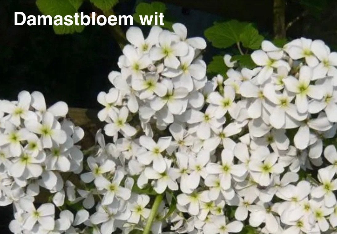zaden Damastbloem wit, Ophalen of Verzenden, Volle zon, Zaad
