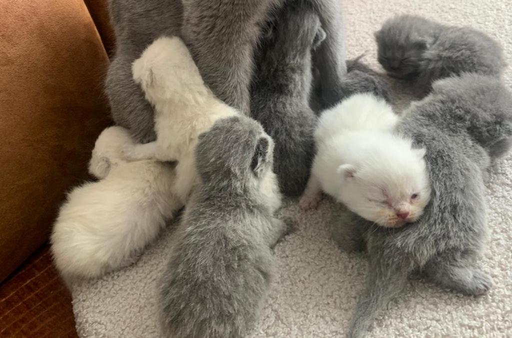 Raszuivere Britse korthaar kittens, Dieren en Toebehoren, Katten en Kittens | Raskatten | Korthaar, Meerdere dieren, 0 tot 2 jaar