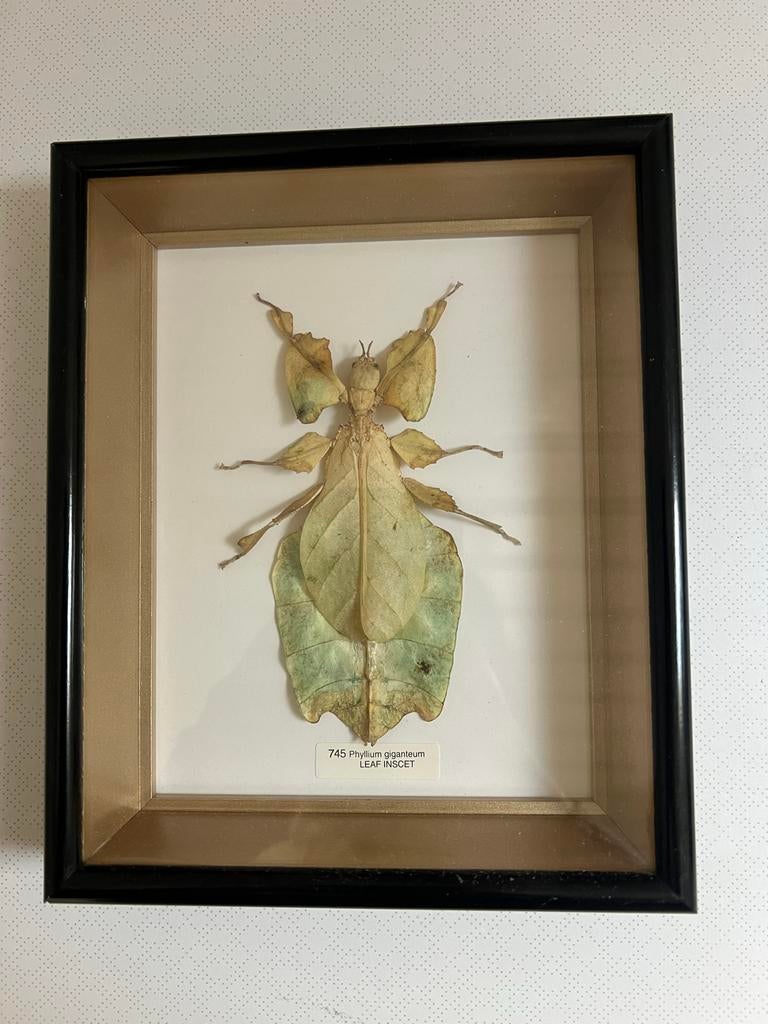 Ingelijst wandelend blad - Phyllium giganteum, Dieren en Toebehoren