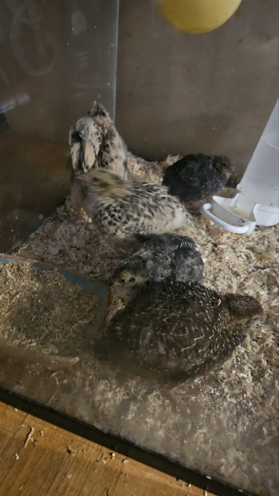 Gratis, Dieren en Toebehoren, Vogels | Duiven, Mannelijk