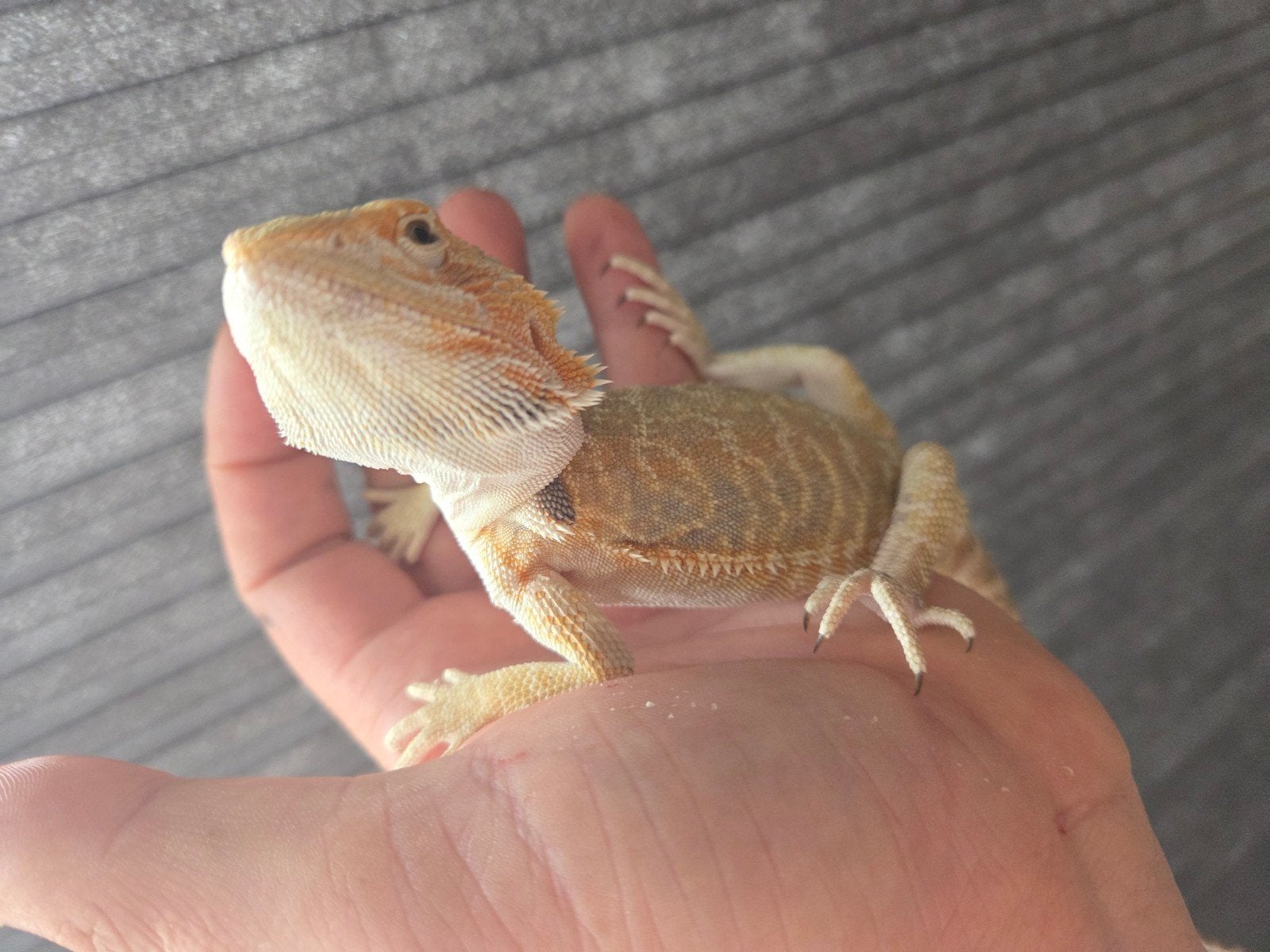 Baardagaam Pogona Vitticeps Citrus/Orange Leatherback Bearded Dragon photo 2