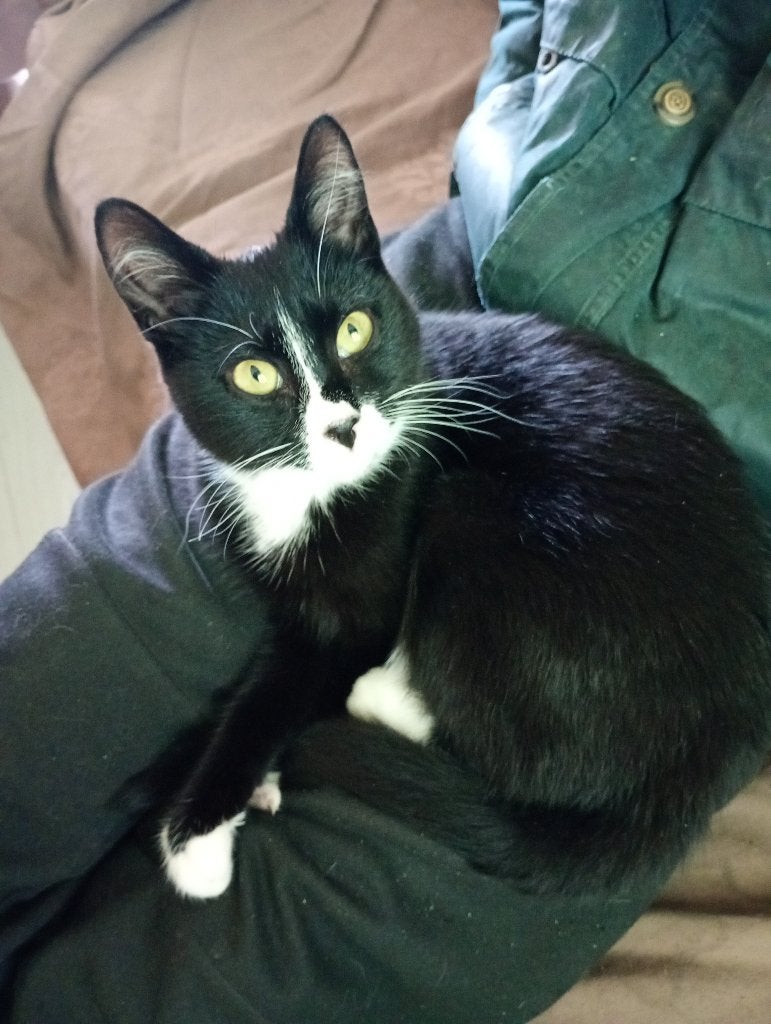 Ivy, Ophalen of Verzenden, Nieuw, Hond of Kat, Overige typen