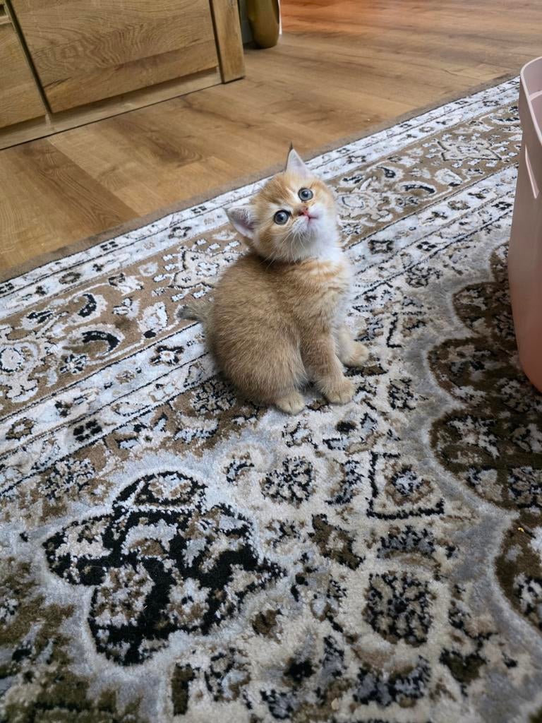 Britse korthaar kitten black golden shadet, Poes
