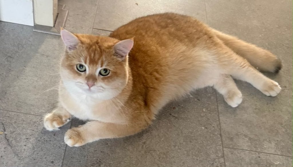 Britse Korthaar Golden Shaded Kater – Lief en Aanhankelijk, Dieren en Toebehoren, Katten en Kittens | Raskatten | Korthaar, Kater