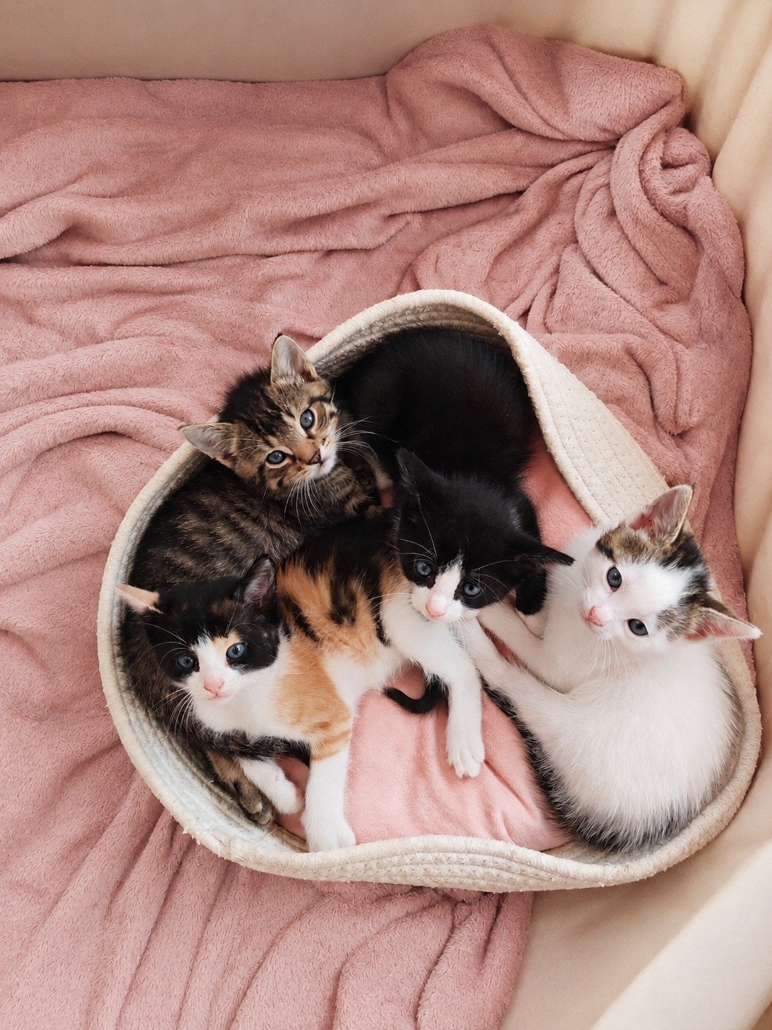mooi nestje kittens, Dieren en Toebehoren, Katten en Kittens | Overige Katten, Meerdere dieren