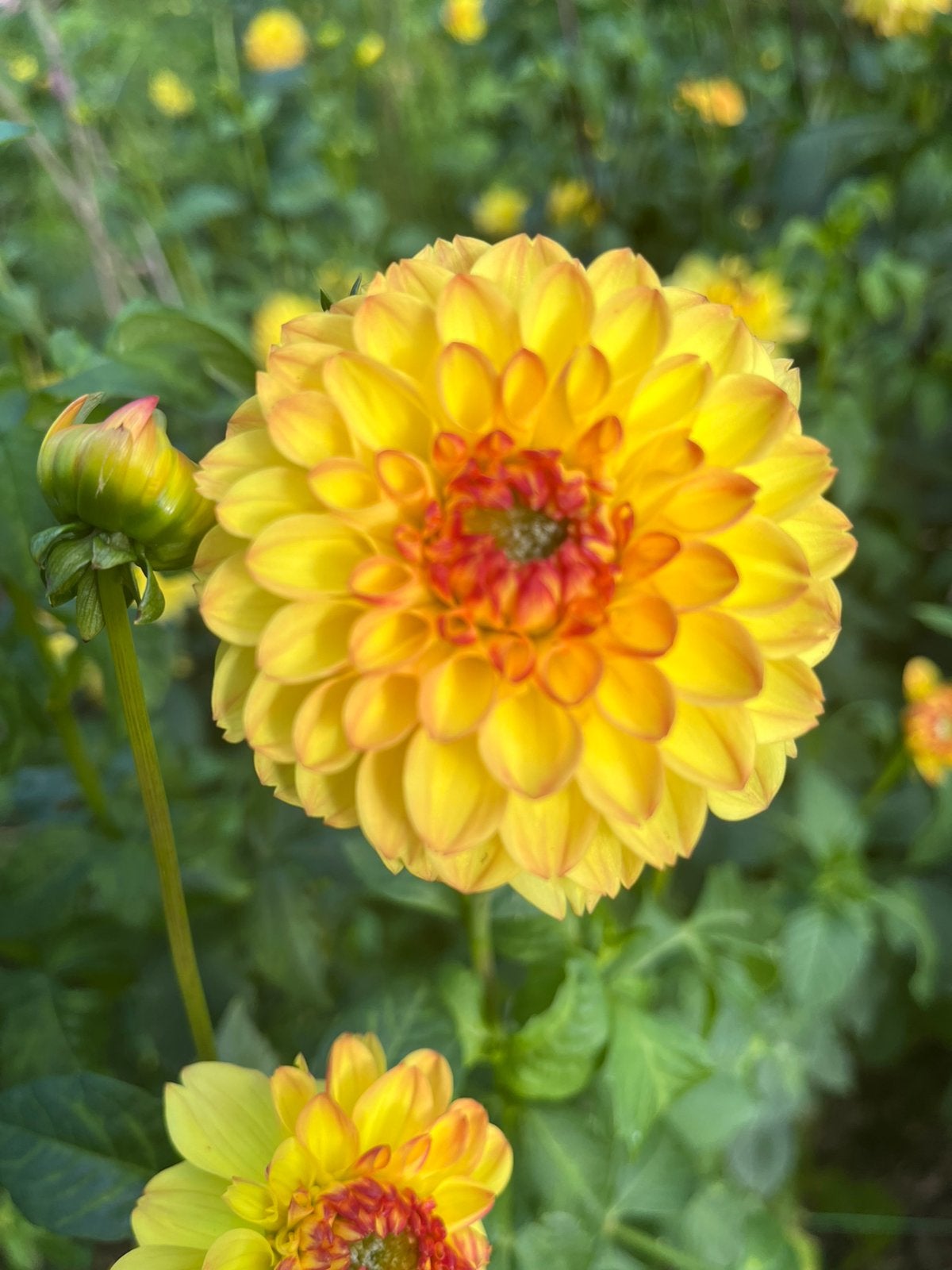 Dahlia knollen, Ophalen, Volle zon, Knol