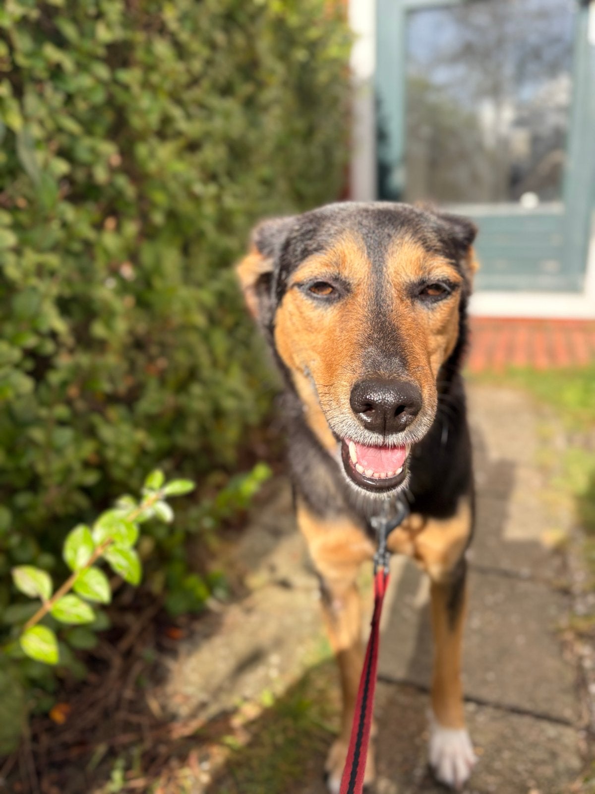 Liefdevol nieuw thuis gezocht!, Parvo, Particulier, 1 tot 2 jaar, Buitenland