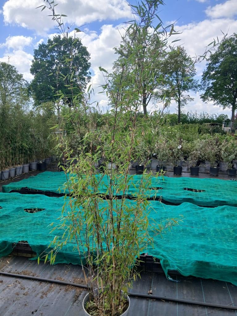 Fargesia - Niet-woekerende Bamboe voor Tuin en Terras, Tuin en Terras, Planten | Tuinplanten, Ophalen, Vaste plant, Siergrassen