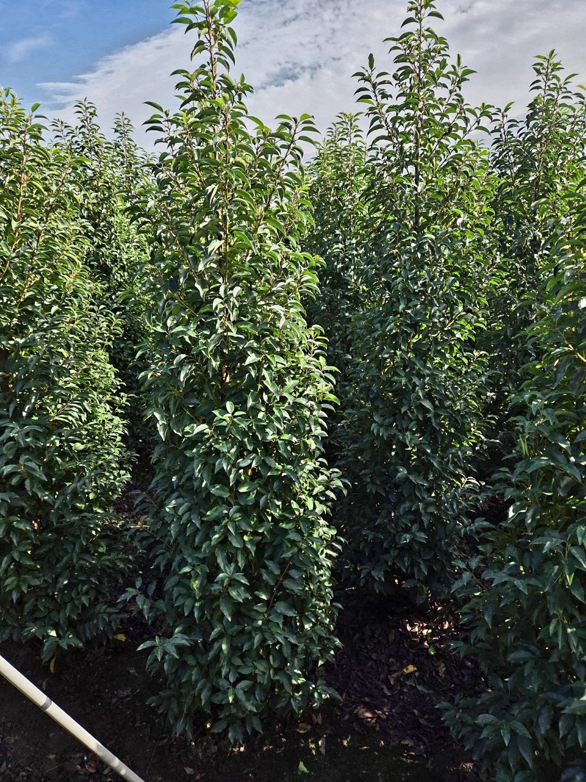 Prunus Lusitanica 'Angustifolia' groenblijvende haagpanten🌳, Ophalen, Laurier, 100 tot 250 cm