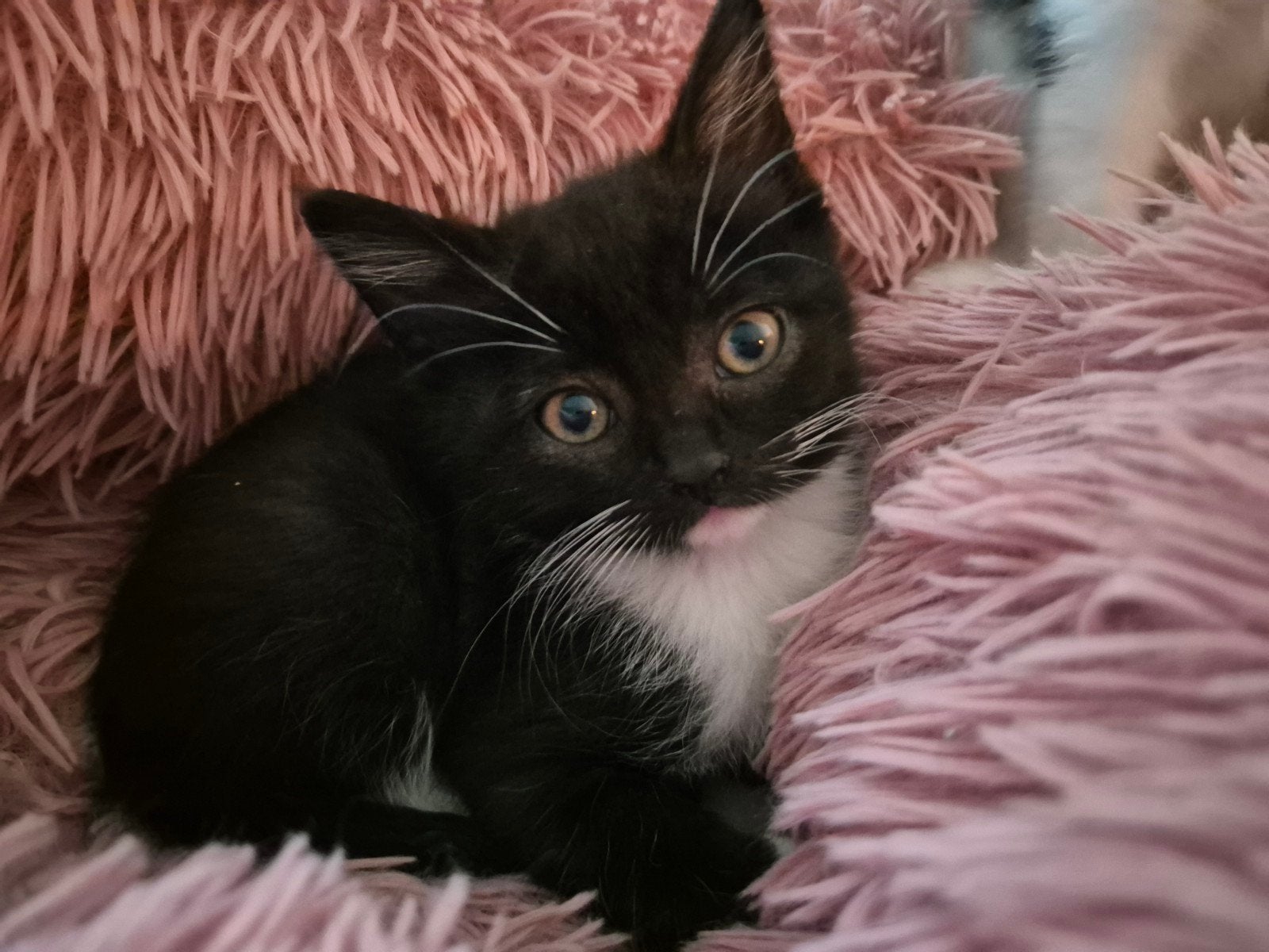 Lieve Siberische Boskat kruising kittens te koop, Dieren en Toebehoren, Meerdere dieren