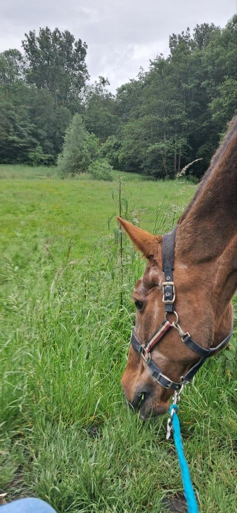 Betrouwbare verzorgster zoekt paard, Dieren en Toebehoren, Ophalen of Verzenden, Nieuw