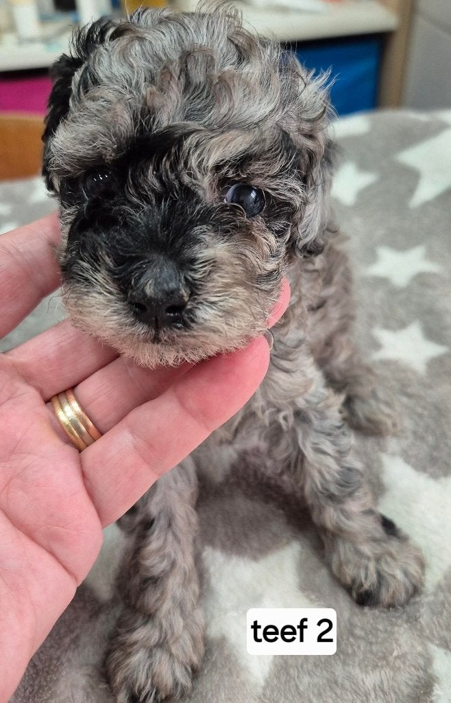 Schitterende  merle dwergpoedel pups, Poedel, Parvo, 8 tot 15 weken, Meerdere
