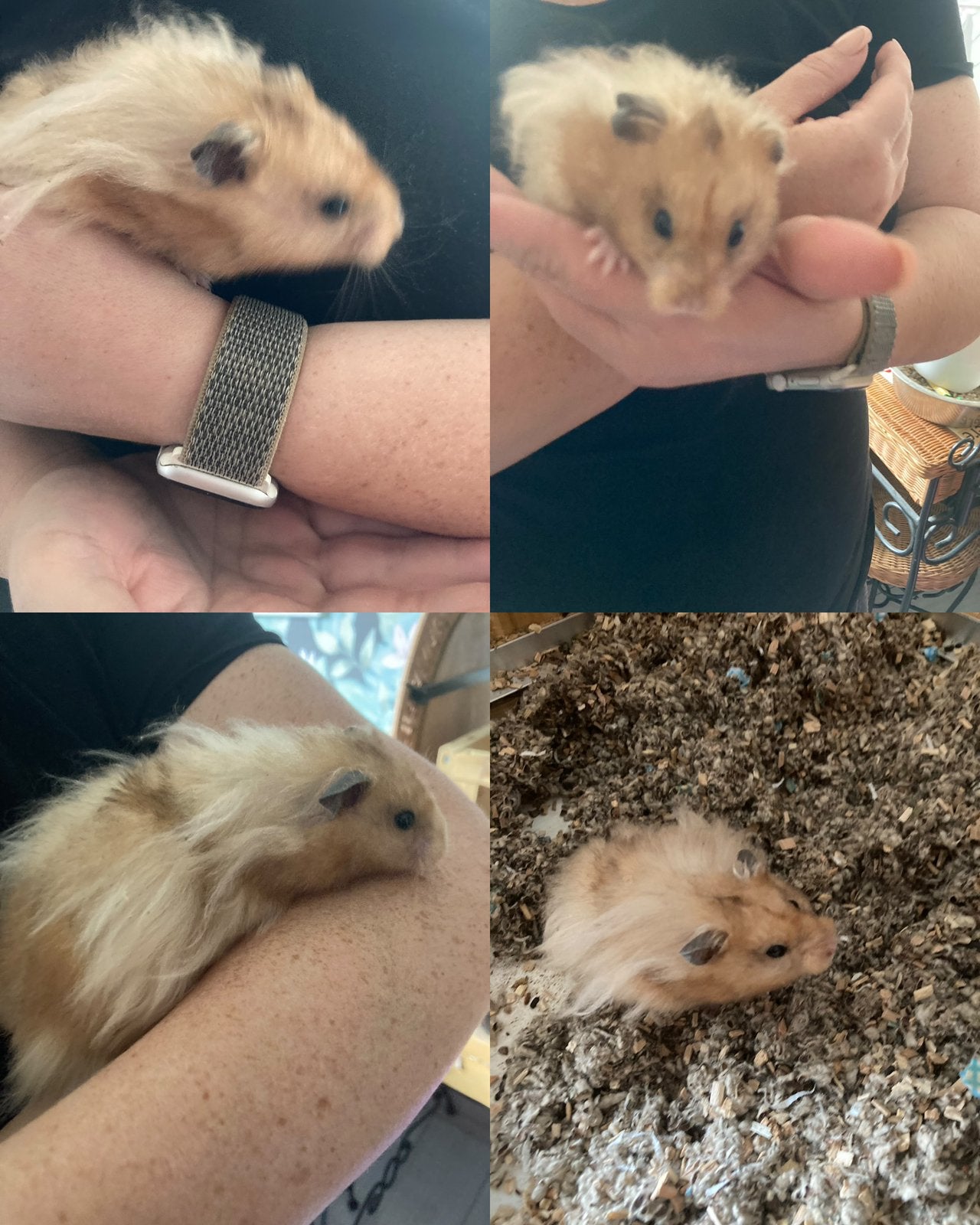 Goudhamster man, Dieren en Toebehoren, Hamster, Mannelijk, Januari, Tam