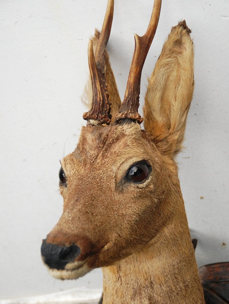 bok met hoorns, Ophalen of Verzenden, Opgezet dier