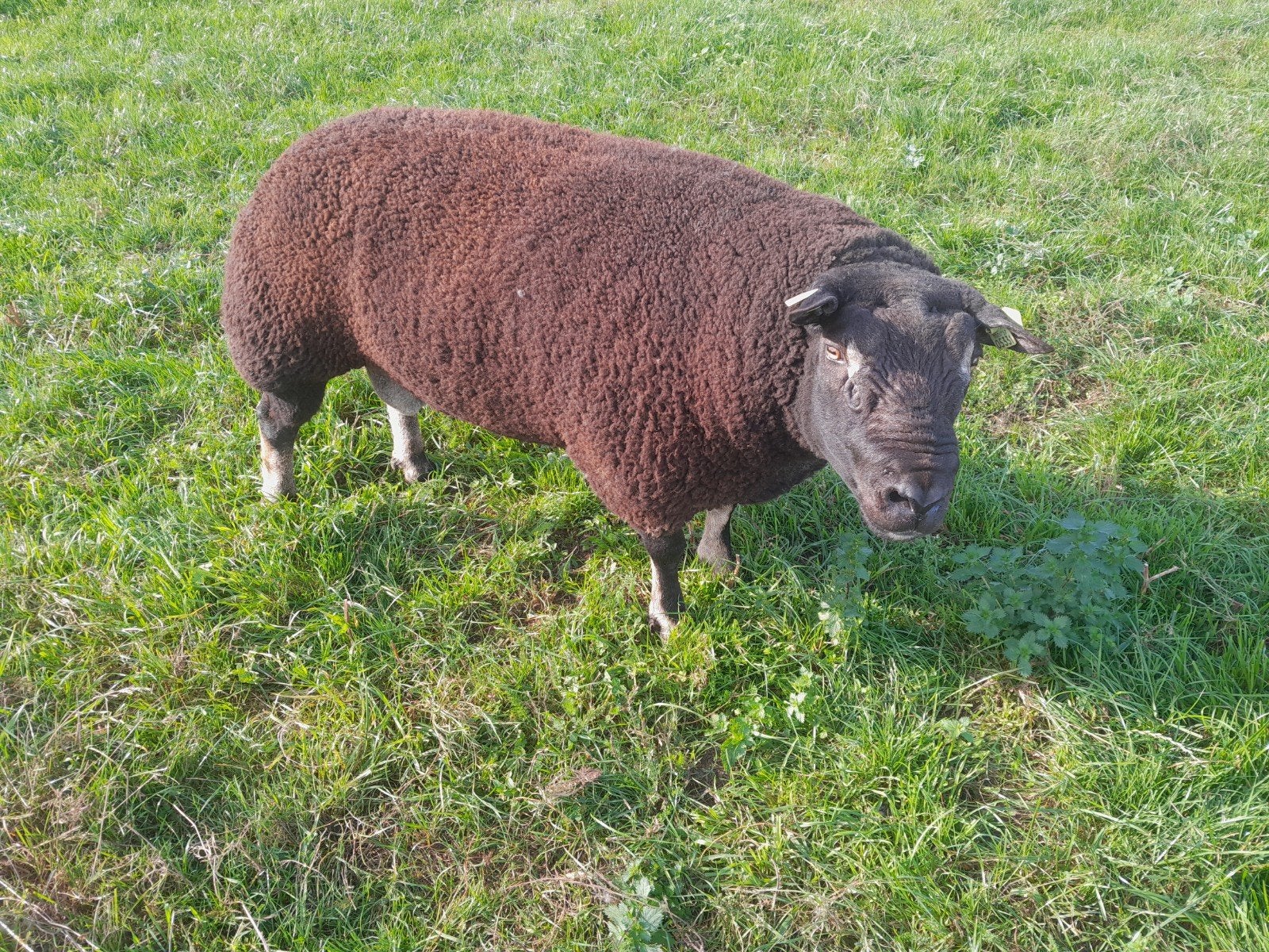2.5 jarige goed ontwikkelde dassenkop ram te koop., Dieren en Toebehoren, Mannelijk, Schaap