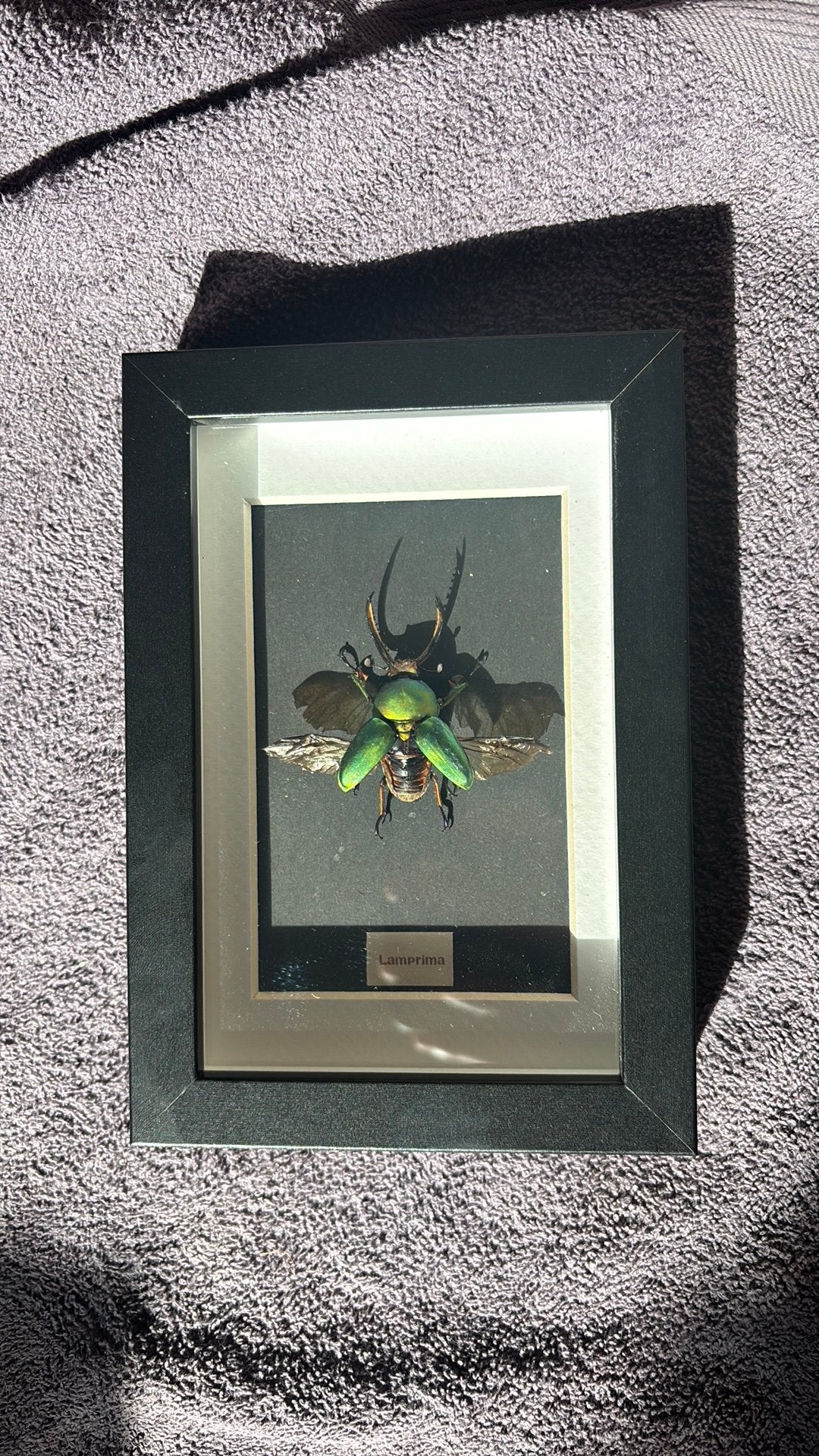Geprepareerde kever in lijst, Ophalen of Verzenden, Nieuw, Insect, Opgezet dier