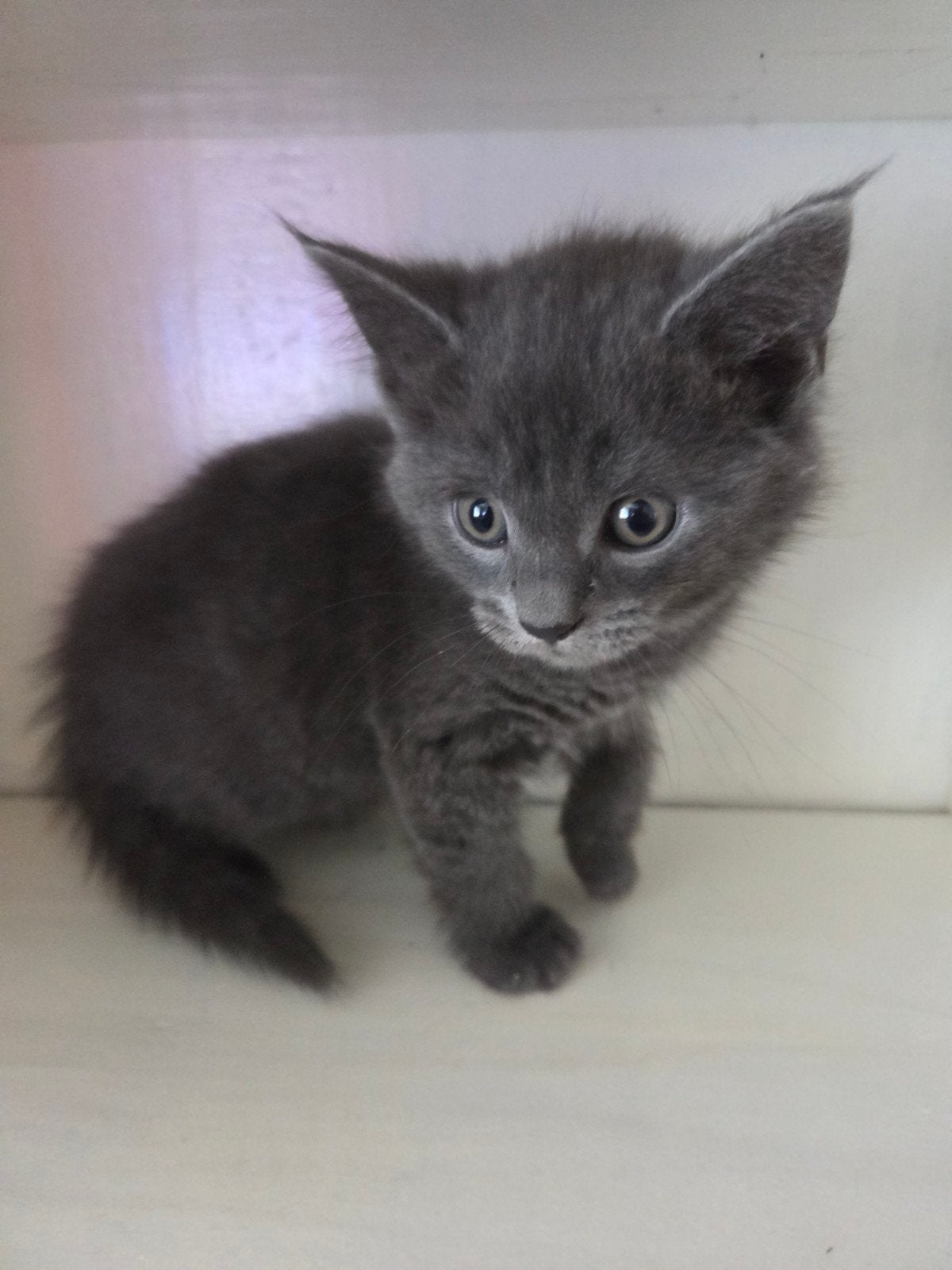 twee leuke kittens te koop