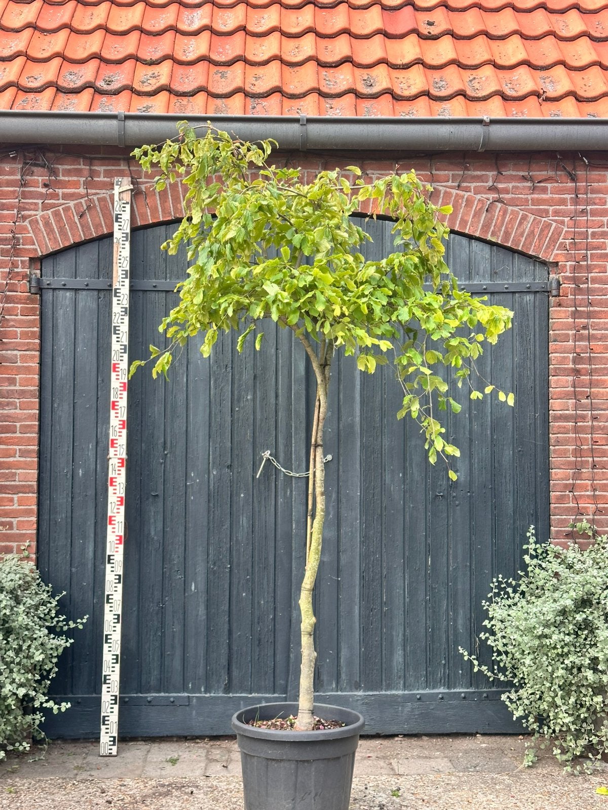 Parrotia persica 'Pendula' (Treurend Perzisch ijzerhout), Tuin en Terras, Overige soorten, 100 tot 250 cm, Zomer, Ophalen