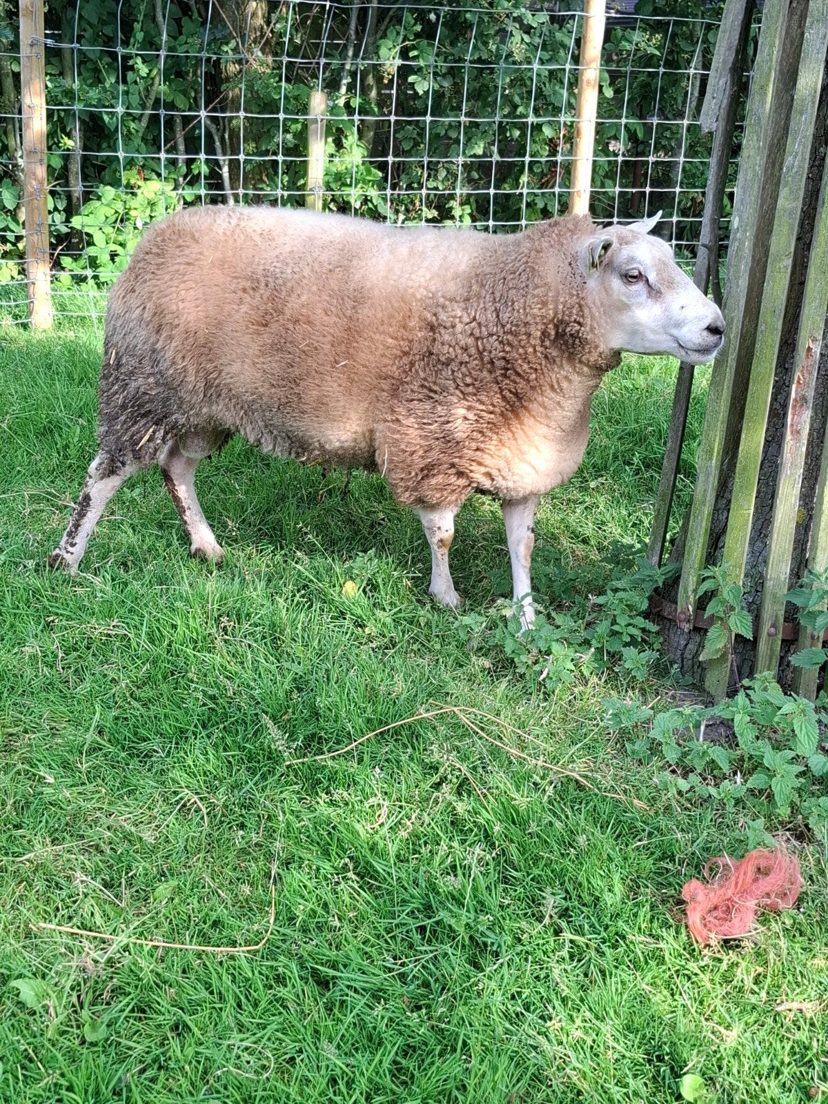 noordhollander dekram ram, Mannelijk, Schaap