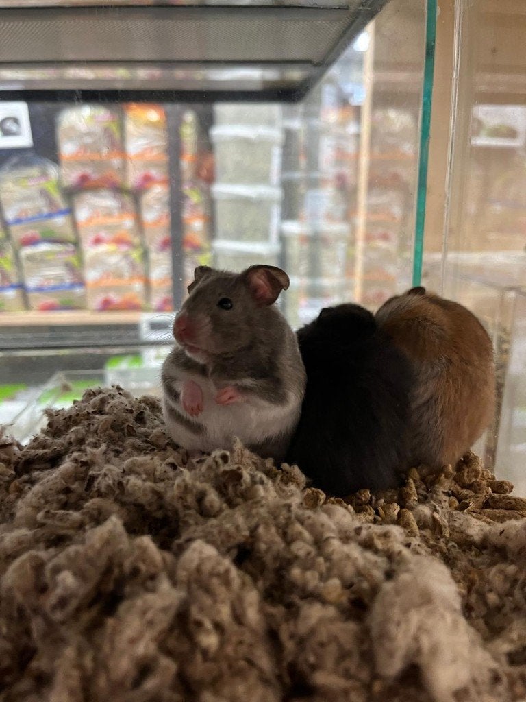 Goudhamsters | Jonge hamsters | Goed tam te maken, Dieren en Toebehoren, Knaagdieren, Hamster, April, Vrouwelijk, Tam