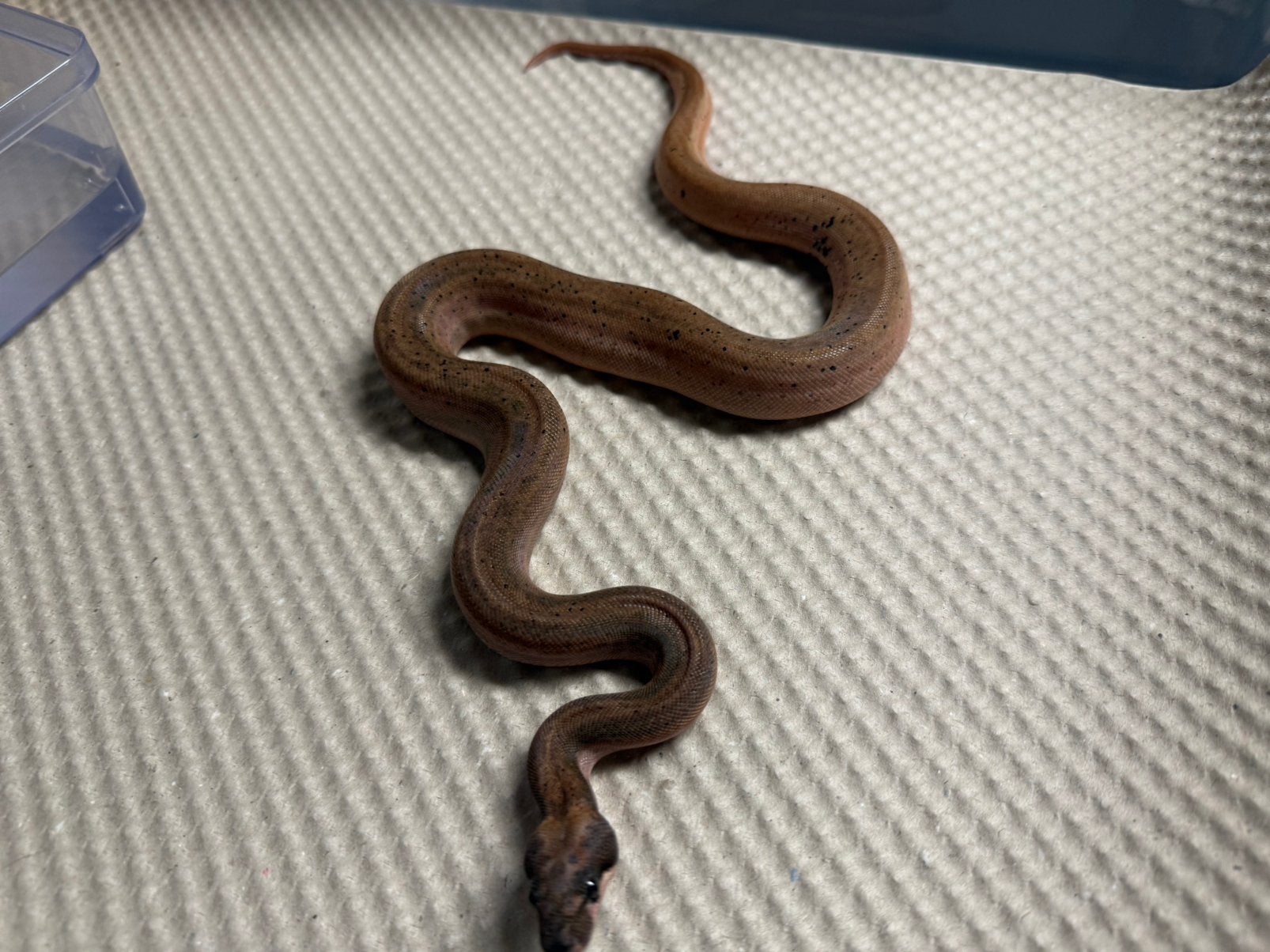 Boa constrictor.   Hypo eclipse. 0.1. Nk 2026. Boa Constrictor photo 4