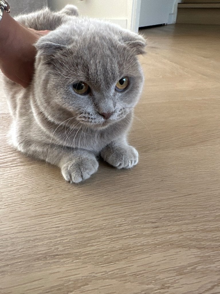 Kat/poes, Poes, 0 tot 2 jaar