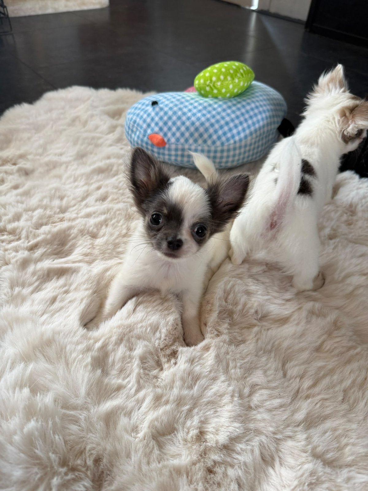 Te koop: leuke, kleine chihuahua pupjes, 9 weekjes oud, Dieren en Toebehoren, 8 tot 15 weken, CDV (hondenziekte), Meerdere, Meerdere dieren